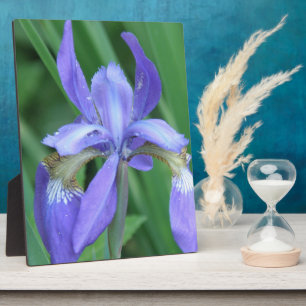 Picture of an Iris  Plaque Fotoplatte