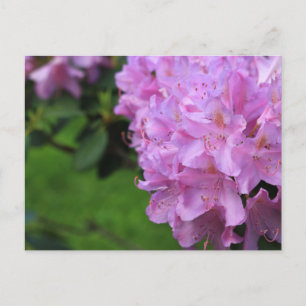 Picturesque Rhododendron Postkarte