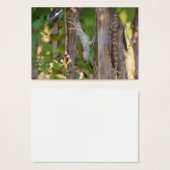 Picus Viridis - Grünspecht (Vorne & Hinten)