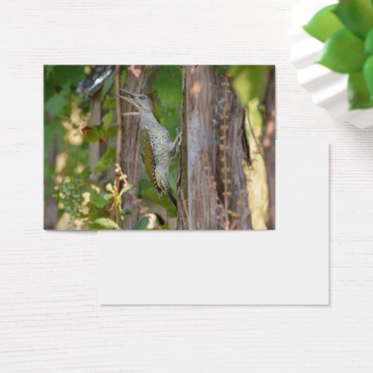 Picus Viridis - Grünspecht (Schreibtisch)