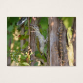 Picus Viridis - Grünspecht (Vorderseite)