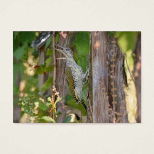 Picus Viridis - Grünspecht (Vorderseite)