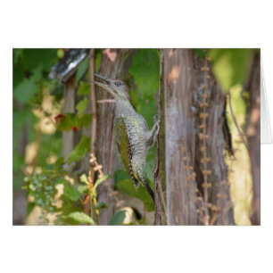 Picus Viridis - Grünspecht