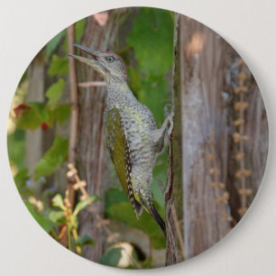 Picus Viridis - Grünspecht Button