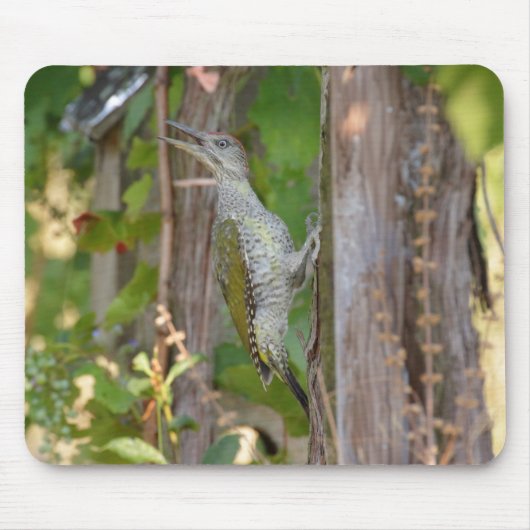 Picus Viridis - Grünspecht Mousepad (Vorne)