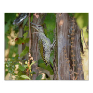 Picus Viridis - Grünspecht Poster
