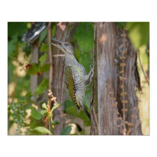 Picus Viridis - Grünspecht Poster (Vorderseite)