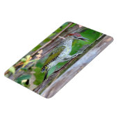 Picus viridis magnet (Linke Seite)