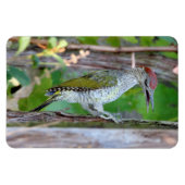 Picus viridis magnet (Horizontal)