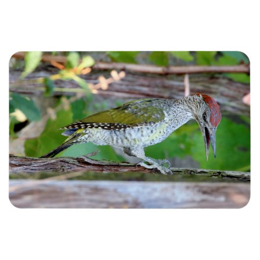 Picus viridis magnet (Horizontal)