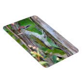 Picus viridis magnet (Rechte Seite)