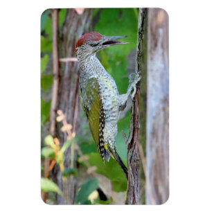 Picus viridis magnet