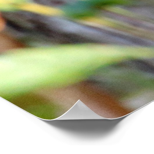 Picus viridis poster (Ecke)