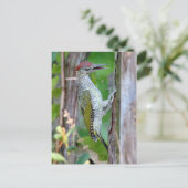 Picus viridis postkarte (Stehend Vorderseite)