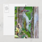 Picus viridis postkarte (Vorne/Hinten)
