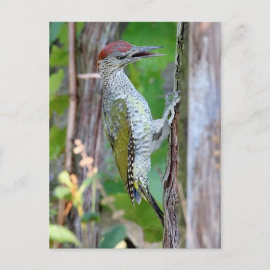Picus viridis postkarte (Vorderseite)