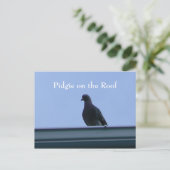 Pidgie am Dach Postkarte (Stehend Vorderseite)