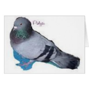 Pidgie Der Pidgie-Fonds Taube