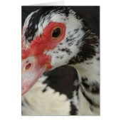 Pie sagt: "Hi!" (Vorne)