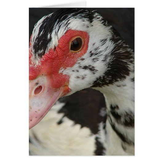 Pie sagt: "Hi!" (Vorne)