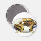 Piebald Ball Python Magnet (Vorderseite/Rückseite)