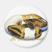 Piebald Ball Python Magnet (Vorne)