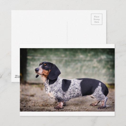 Piebald Dackel Postkarte (Vorne/Hinten)