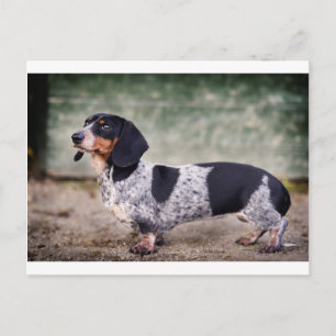 Piebald Dackel Postkarte