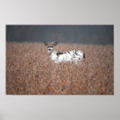 Piebald Deer Foto Poster (Vorne)