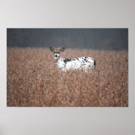 Piebald Deer Foto Poster