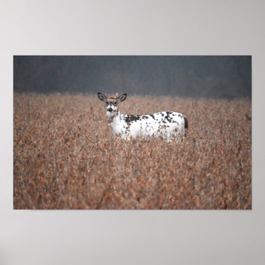 Piebald Deer Foto Poster (Vorne)