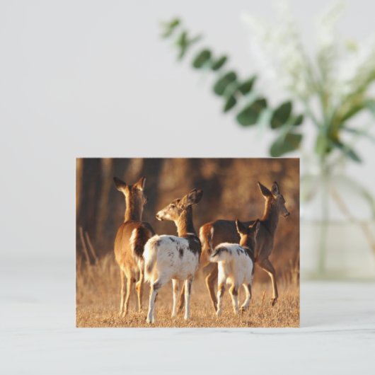 Piebald Hirsche Postkarte (Stehend Vorderseite)
