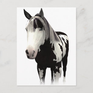Piebald Paint Horse Art Postkarte