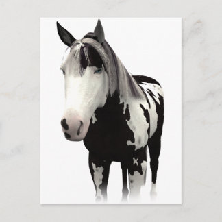 Piebald Paint Horse Art Postkarte