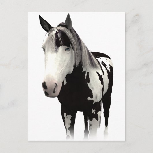 Piebald Paint Horse Art Postkarte (Vorderseite)