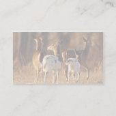 Piebaldrotwild Visitenkarte (Rückseite)