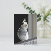 Pied Cockatiel Postkarte (Stehend Vorderseite)