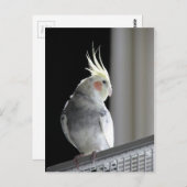 Pied Cockatiel Postkarte (Vorne/Hinten)