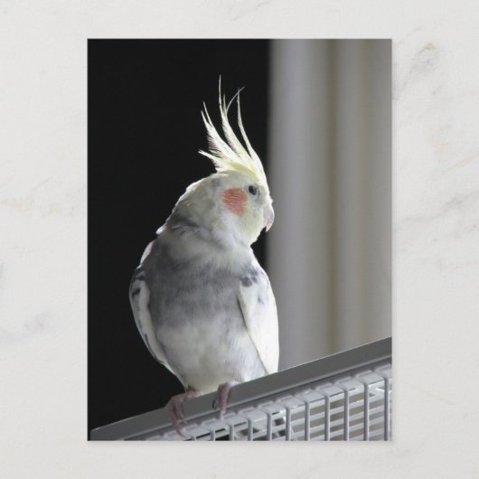 Pied Cockatiel Postkarte (Vorderseite)