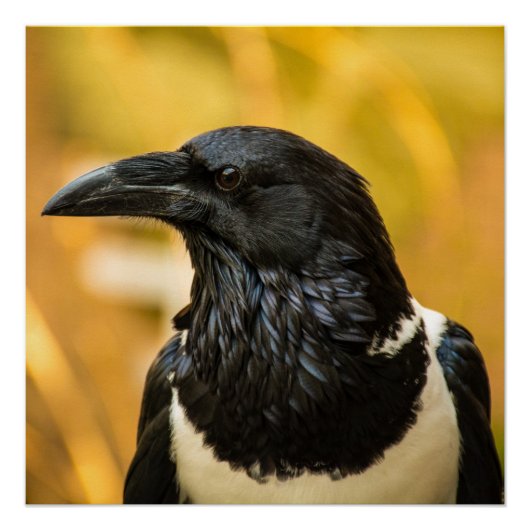 Pied Crow 20" x 20", Poster Paper (Semi-Gloss) (Vorderseite)