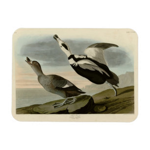 Pied Duck (Labrador Duck) Audubon Birds of America Magnet
