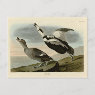 Pied Duck (Labrador Duck) Audubon Birds of America Postkarte