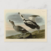 Pied Duck (Labrador Duck) Audubon Birds of America Postkarte (Vorderseite)