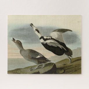 Pied Duck (Labrador Duck) Audubon Birds of America Puzzle