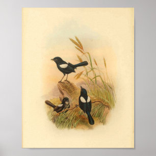 Pied Malurus Black Fairywren Bird Vintag Print Poster