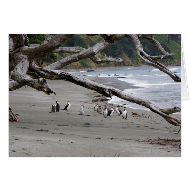 Pied Shags am Strand (Vorderseite (Horizontal))