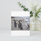 Pied Shags Postkarte (Stehend Vorderseite)