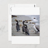 Pied Shags Postkarte (Vorne/Hinten)