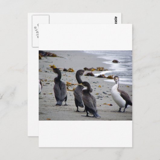 Pied Shags Postkarte (Vorne/Hinten)