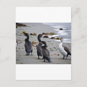 Pied Shags Postkarte
